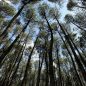 Hutan Pinus Mangunan